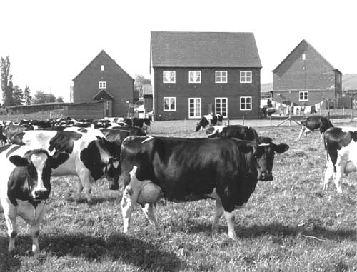 The finished houses in the summer of 1992 