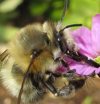 Anthophora plumipes male