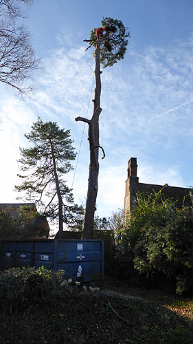 Tree cutting