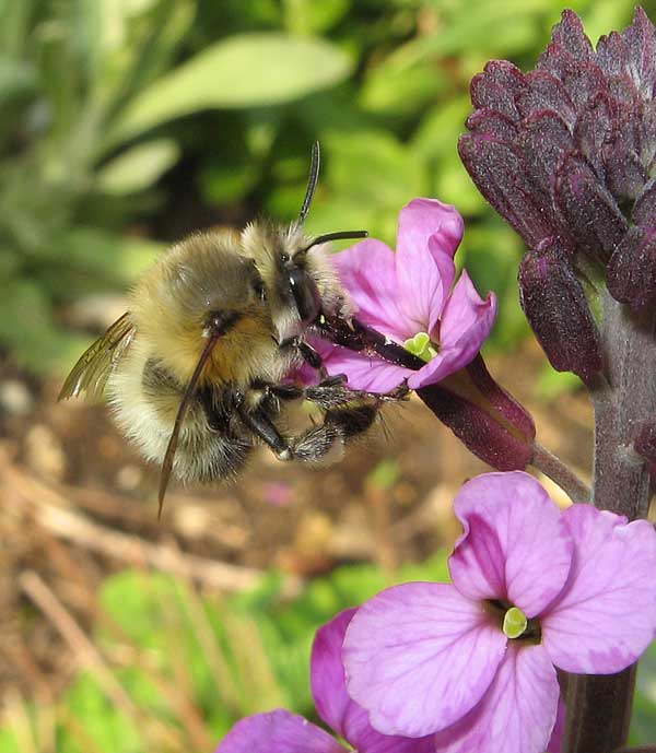  Bombylius major Bee Fly