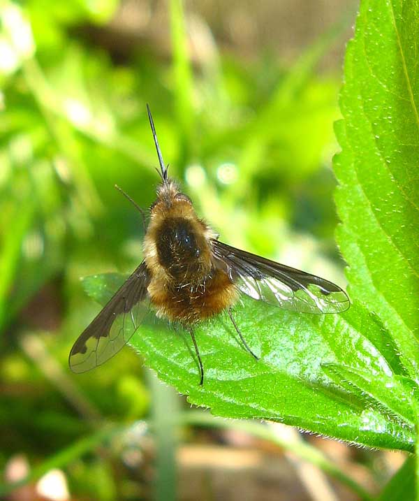  Bombylius major Bee Fly
